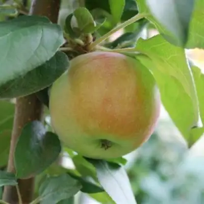 Яблоня ПОДСНЕЖНИК стелющаяся в Колодищи