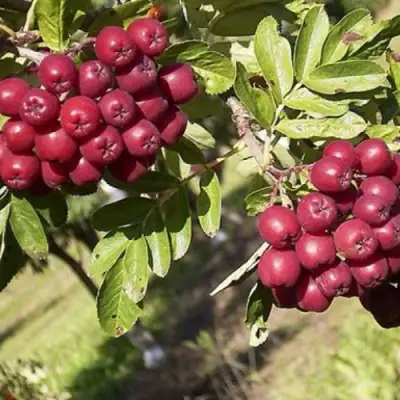 Рябина БУРКА сладкоплодная в Колодищи