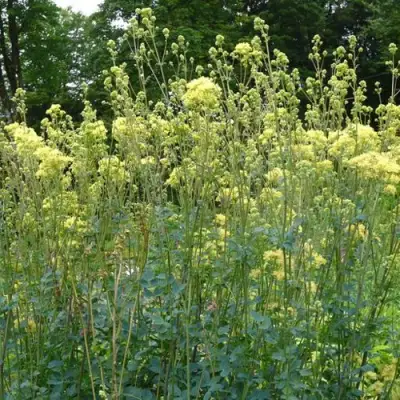 Василистник ГЛАУКУМ желтый в Колодищи