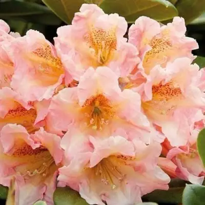 Рододендрон ФЛАУТАНДО в Колодищи