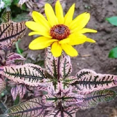 Гелиопсис САММЕР ПИНК в Колодищи