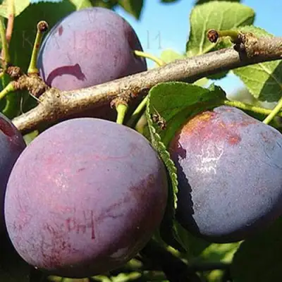 Слива СТАРТОВАЯ в Колодищи