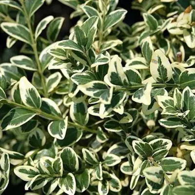 Бирючина ВАРИЕГАТУМ овальнолистная в Колодищи