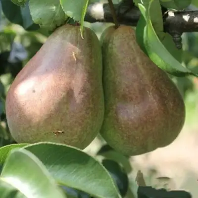 Груша БРЯНСКАЯ КРАСАВИЦА в Колодищи