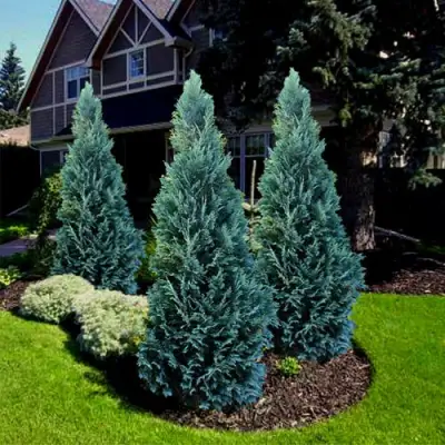 Кипарисовик ВАН ПЕЛЬТС БЛЮ лавсона в Колодищи