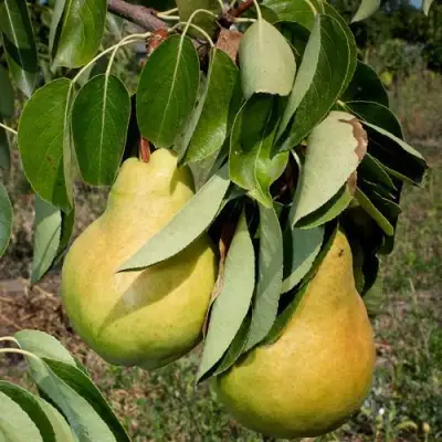 Груша ДЮШЕС ЛЕТНИЙ в Колодищи