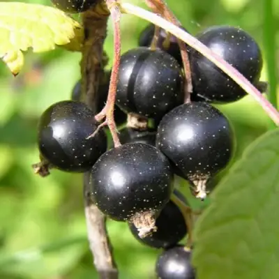 Смородина чёрная ПАМЯТЬ ВАВИЛОВА в Колодищи