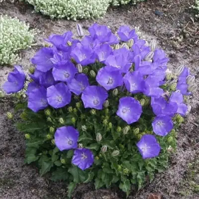 Колокольчик САНТА карпатский в Колодищи