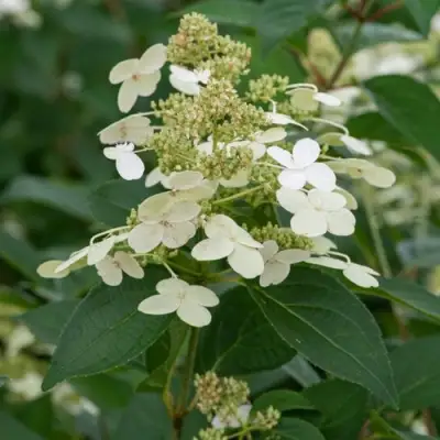 Гортензия ПРИМ ВАЙТ метельчатая в Колодищи