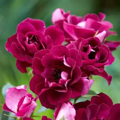 Роза БУРГУНДИ АЙС флорибунда в Колодищи