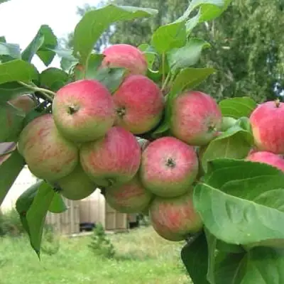 Яблоня ГРУШОВКА МОСКОВСКАЯ в Колодищи