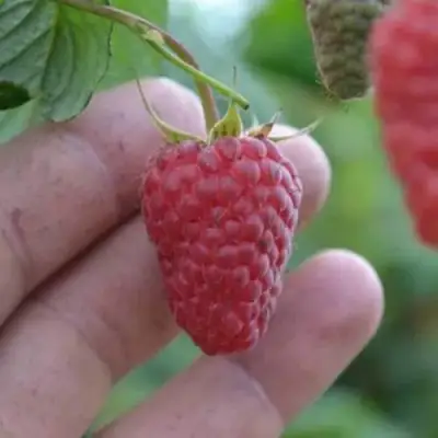 Малина КОРПИКО в Колодищи