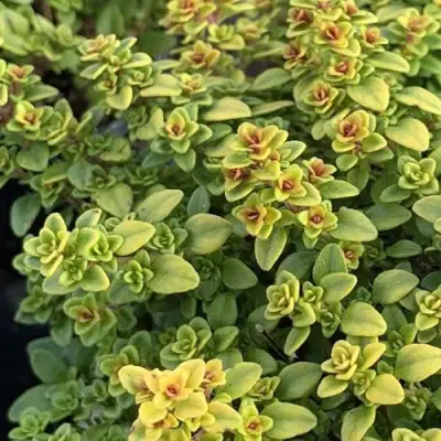 Тимьян АРЧЕРЗ ГОЛД в Колодищи