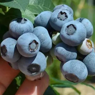 Голубика СИЕРРА в Колодищи