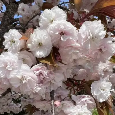 Сакура ШИРОФУГЕН в Колодищи