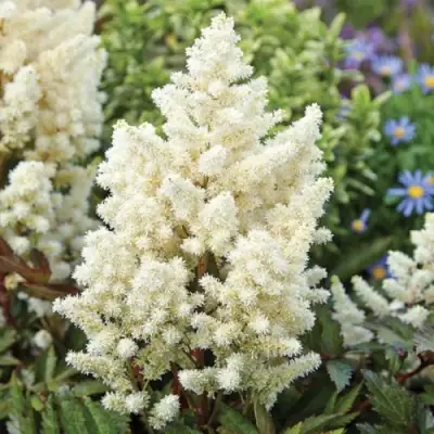 Астильба ХЭППИ ДЕЙ Арендса в Колодищи