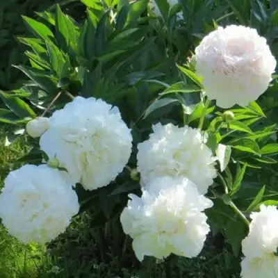 Пион МУН ОВЕР БАРРИНГТОН травянистый в Колодищи