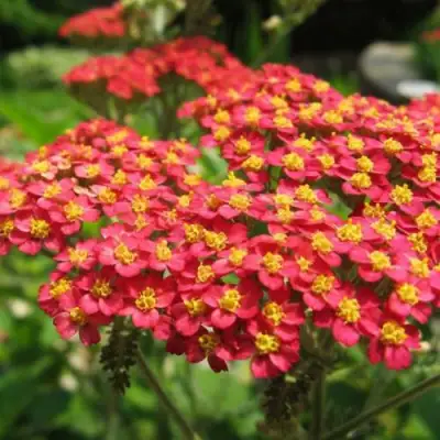 Тысячелистник ПАПРИКА обыкновенный в Колодищи