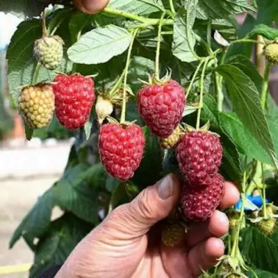 Малина ПОЛЕСЬЕ в Колодищи