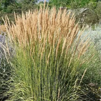 Вейник АВАЛАНШ остроцветковый в Колодищи