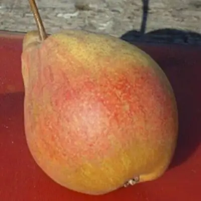 Груша ТАТЬЯНА в Колодищи