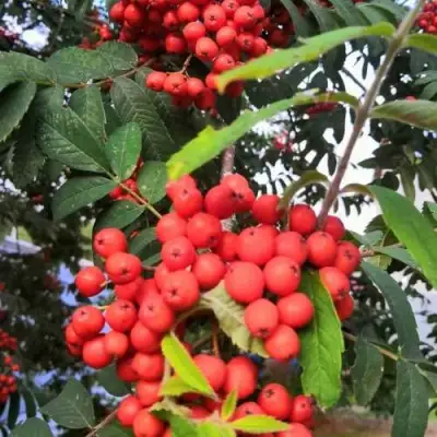 Рябина НЕВЕЖИНСКАЯ сладкоплодная в Колодищи