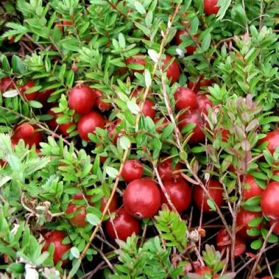 Клюква СТИВЕНС в Колодищи