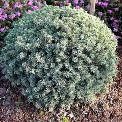 Ель ЭХИНИФОРМИС сизая в Колодищи