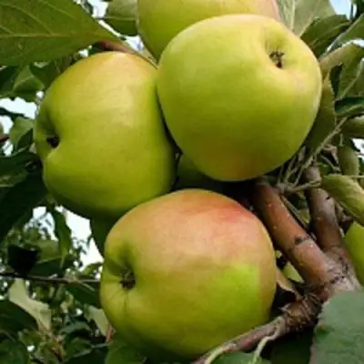 Яблоня БРАТ ЧУДНОГО стелющаяся в Колодищи