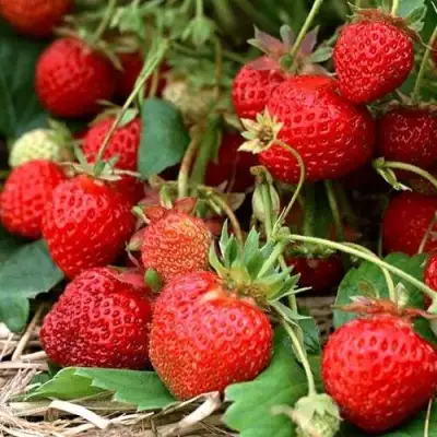 Клубника САН АНДРЕАС ремонтантная в Колодищи