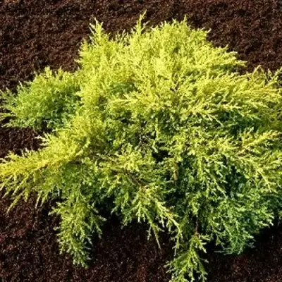 Можжевельник МОРДИГАН ГОЛД средний в Колодищи
