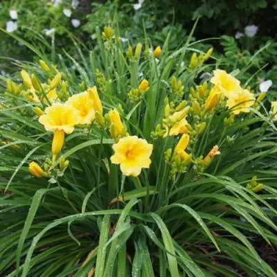 Лилейник СТЕЛЛА ДЕ ОРО гибридный в Колодищи