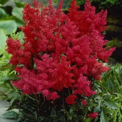 Астильба ГРАНАТ Арендса в Колодищи
