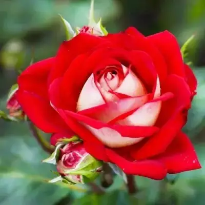 Роза АЛЬЯНС чайно-гибридная в Колодищи