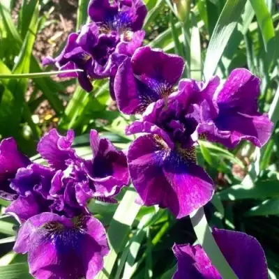 Ирис БАНДЛ ОВ ДЖОЙ сибирский в Колодищи