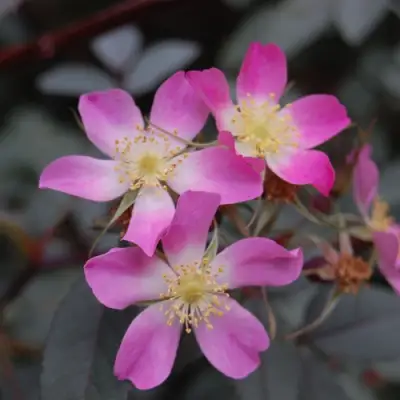 Роза сизая в Колодищи