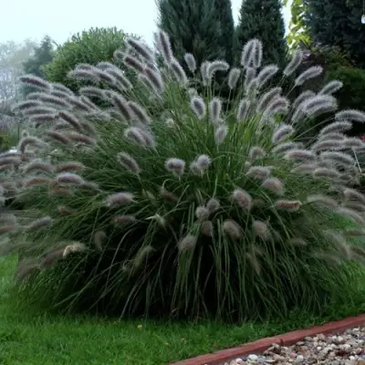 Пеннисетум ЛЕДИ Ю в Колодищи