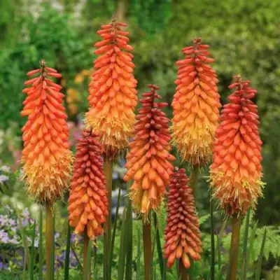 Книфофия АЛЬКАЗАР гибридная в Колодищи