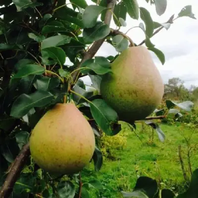 Груша ЛИРА в Колодищи