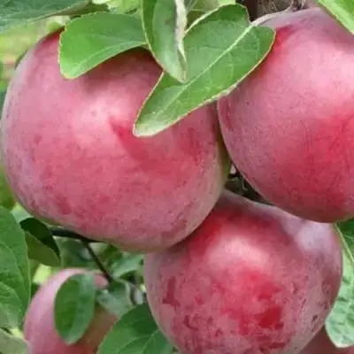 Яблоня АЛЕСЯ в Колодищи