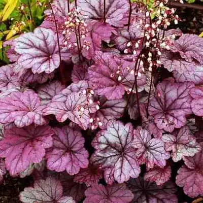 Гейхера ШУГА ФРОСТИНГ в Колодищи