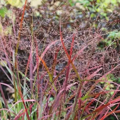 Просо РЕБРАУН прутьевидное в Колодищи