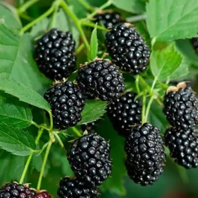 Ежевика ЛОХТЕЙ бесшипная в Колодищи