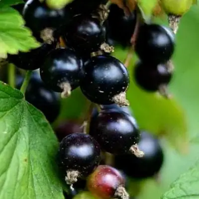 Смородина чёрная КАТЮША в Колодищи