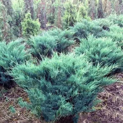 Можжевельник БЛЮ ДАНУБ казацкий  в Колодищи