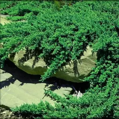 Можжевельник НАНА лежачий в Колодищи