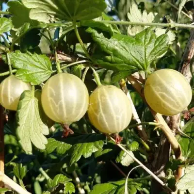 Крыжовник БЕЛОРУCСКИЙ САХАРНЫЙ 2 в Колодищи