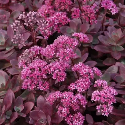 Очиток (седум) САНСПАРКЛЕР ФАЙЕРКРЕКЕР в Колодищи