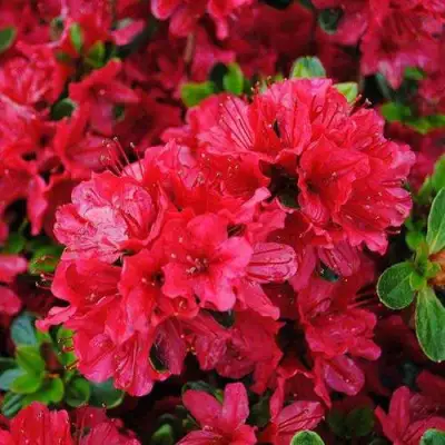 Азалия ХИНО КРИМСОН японская в Колодищи