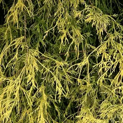 Кипарисовик ФИЛИФЕРА АУРЕА горохоплодный в Колодищи